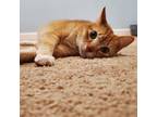 Adopt Oliver a Abyssinian, Domestic Short Hair