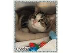 Adopt CHECKERS available 4/5 a Gray, Blue or Silver Tabby Domestic Shorthair