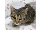 Adopt Curly Sue a Tabby