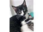 Adopt Jazzy a Domestic Short H