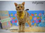 Adopt Pollyanna a Extra-Toes Cat / Hemingway Polydactyl