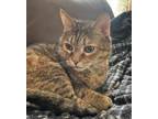 Adopt Jezzy (Emergency Placement Needed, Owner Died) a Abyssinian