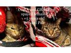 Adopt Cora and Grace a Domestic Short Hair, Tabby