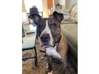 Adopt Bailey Needs Help!! "Courtesy Post" a Pit Bull Terrier, Boxer