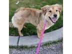 Adopt Firefly a Mixed Breed