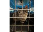 Adopt Lillyona a Domestic Short Hair