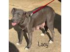 Adopt Lacy a Blue Lacy