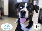 Adopt TEDDY a Greater Swiss Mountain Dog, Mixed Breed