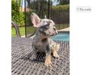 French Bulldog Puppy for sale in Unknown, , USA