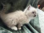 Ragdoll Kitten Available