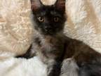 Olga Black Smoke Maine Coon Female Kitten