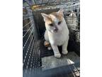 Adopt Reese`s working cat a Domestic Short Hair