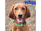 Adopt Whippet a Redbone Coonhound