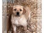Labrador Retriever PUPPY FOR SALE ADN-579817 - AKC Lab female