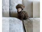 Poodle (Toy) PUPPY FOR SALE ADN-580021 - Tiny AKC Teacup Toy Poodle