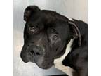 Adopt 52335119 a Pit Bull Terrier, Mixed Breed