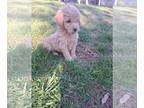 Goldendoodle PUPPY FOR SALE ADN-579536 - Mini Male goldendoodle