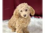 Poodle (Miniature) PUPPY FOR SALE ADN-579701 - Buddy Male Miniature Poodle