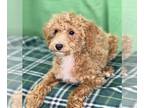 Poodle (Miniature) PUPPY FOR SALE ADN-579706 - Jaspar Miniature Poodle
