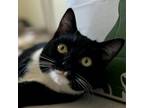 Adopt Jack-Be-Little a Domestic Short Hair