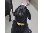 Adopt Pup 1 a Black Labrador Retriever
