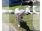 Dogo Argentino PUPPY FOR SALE ADN-579978 - Doggo argentino