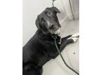 Adopt Tony (sweet, shy lab mix surrendered to boarding) a Black Labrador