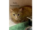 Adopt Boots a Domestic Short Hair, Tabby