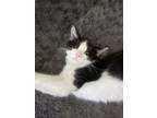 Adopt Jackson a Domestic Long Hair, Norwegian Forest Cat