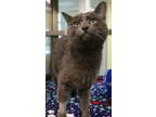 Adopt Toothpick a Domestic Short Hair