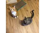 Adopt Toby & Bruno a Russian Blue, Domestic Short Hair