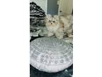 Adopt Billy bed head a Persian
