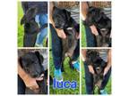 Adopt Luca a Blue Lacy