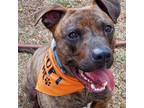 Adopt Charley a American Staffordshire Terrier
