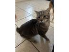 Adopt Tommy a Manx