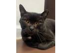 Adopt Miss Percy a Domestic Short Hair