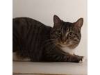 Adopt Olive *Declawed* a Domestic Short Hair