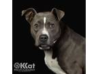 Adopt REMI 402831 HousebrokenCrateTrained!Blue! a Staffordshire Bull Terrier