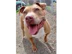 Adopt EMILY a Pit Bull Terrier