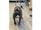 Adopt Frenchie a Staffordshire Bull Terrier