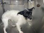 Adopt 52337697 a Parson Russell Terrier, Mixed Breed