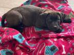 Adopt Lucaya a Mixed Breed, Labrador Retriever