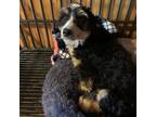 Adopt Reese a Bernese Mountain Dog, Miniature Poodle