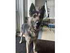 Adopt Bronx a German Shepherd Dog