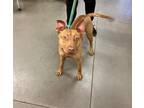 Adopt ROLO a Pit Bull Terrier