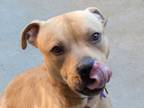 Adopt MAYSON a Pit Bull Terrier