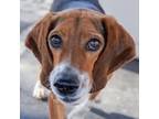 Adopt Mr Furley a Beagle