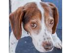 Adopt Faxon a Beagle