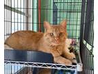Adopt Brophy a Domestic Short Hair