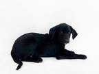 Adopt RUFFLES a Labrador Retriever, Mixed Breed